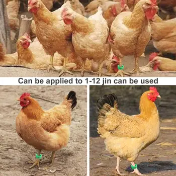 100шт Пиле пръстен с регулируема катарама, лесно собираемое пръстен на патица крака за етикетиране